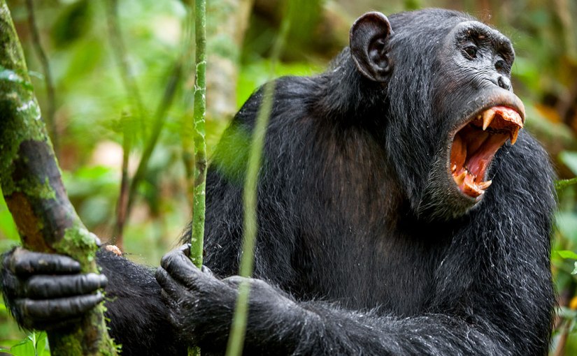 Primatologia dell’orrore, orrore della primatologia
